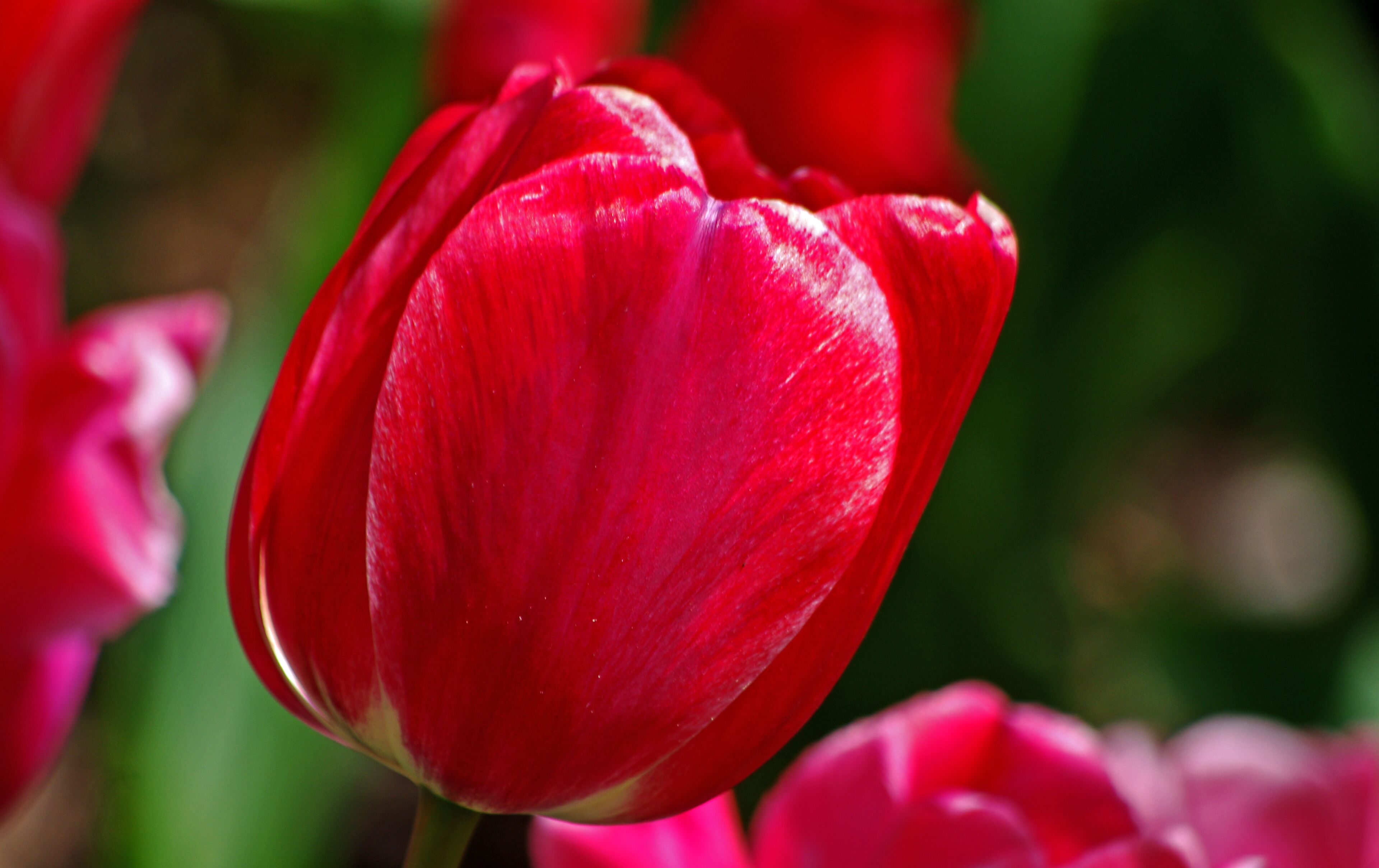 Beautiful flowers throughout the park. Here one bloom among thousands. We try to visit every time we head South out of Michigan on Interstate-75. #Nature