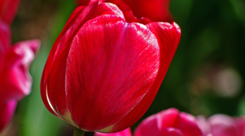 Beautiful flowers throughout the park. Here one bloom among thousands. We try to visit every time we head South out of Michigan on Interstate-75. #Nature
