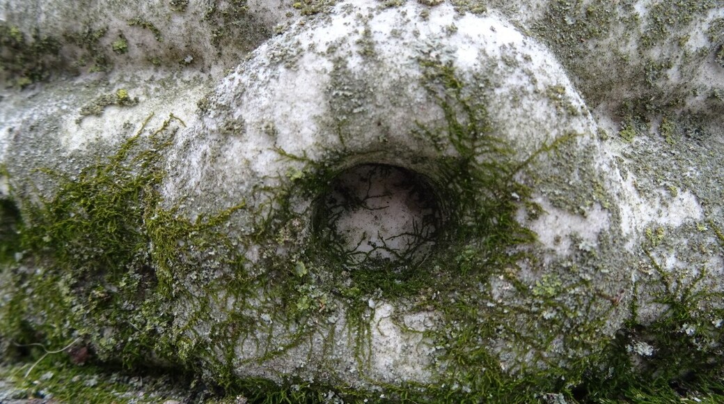 A close-up of some moss growing on the beehive monument of Daniel Beckel.
With incredible monuments of stone and bronze, historical burial sites and nine state champions trees, Woodland Cemetery and Arboretum in Dayton, Ohio, is one of the oldest "garden" cemeteries in the United States.
Incorporated in 1842, the cemetery began with 40 acres southeast of Dayton and has been enlarged to its present size of 200 acres.