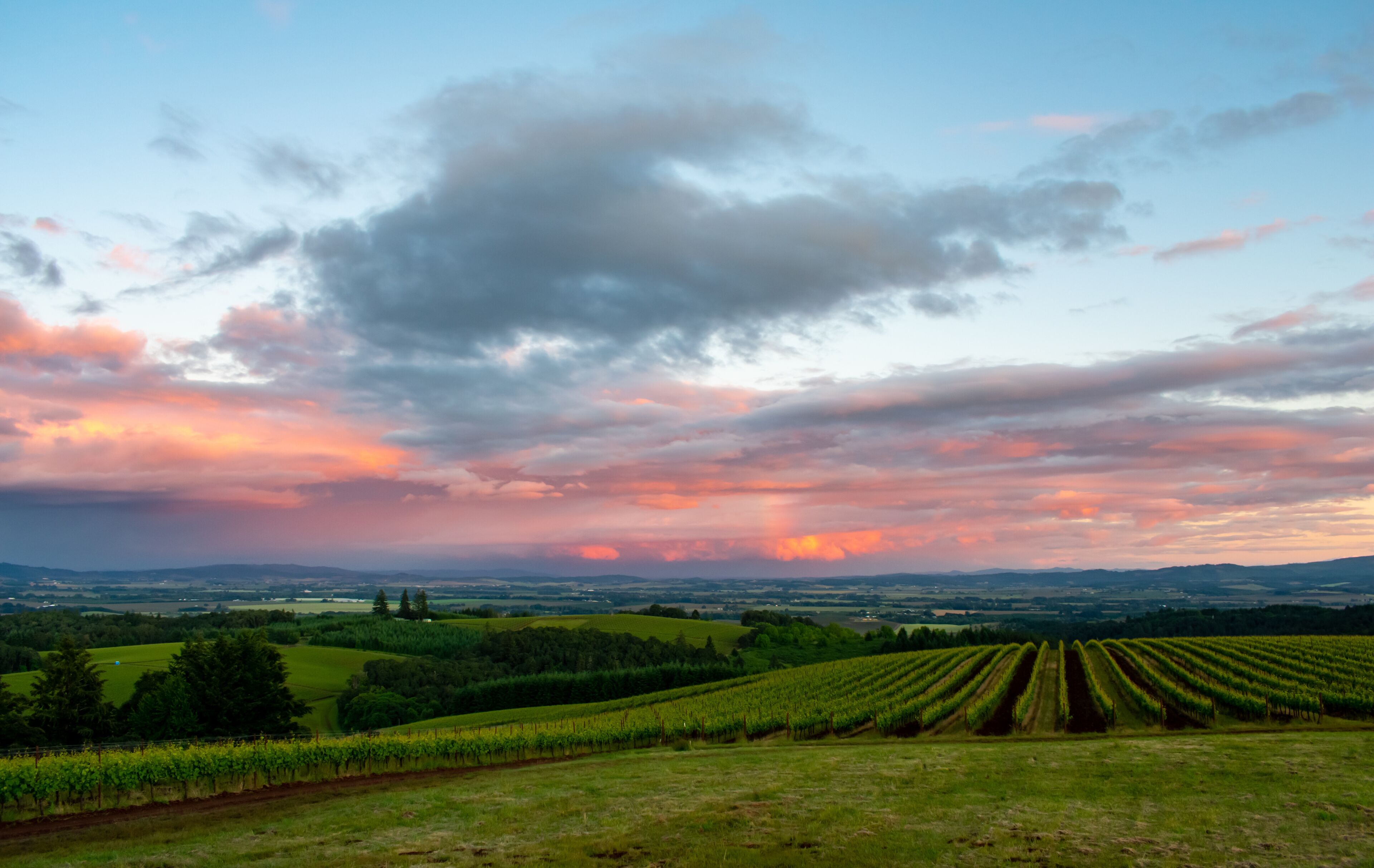 Viñedo con hileras de vides bajo un cielo al atardecer.