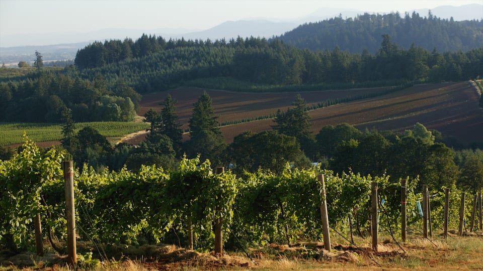 A vineyard with rows of grapevines, a forested hill, and distant mountains.