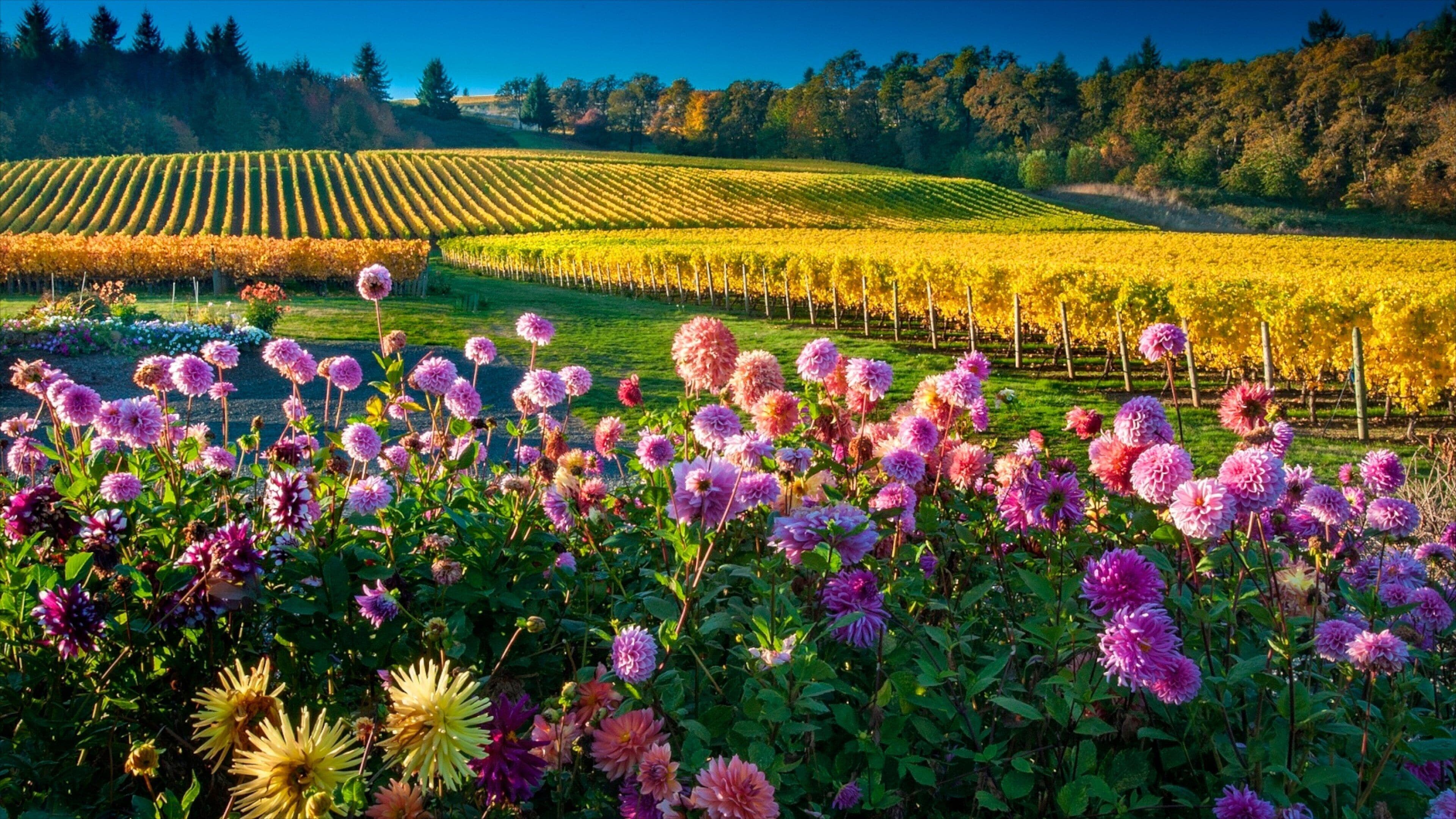 Salem showing farmland and flowers