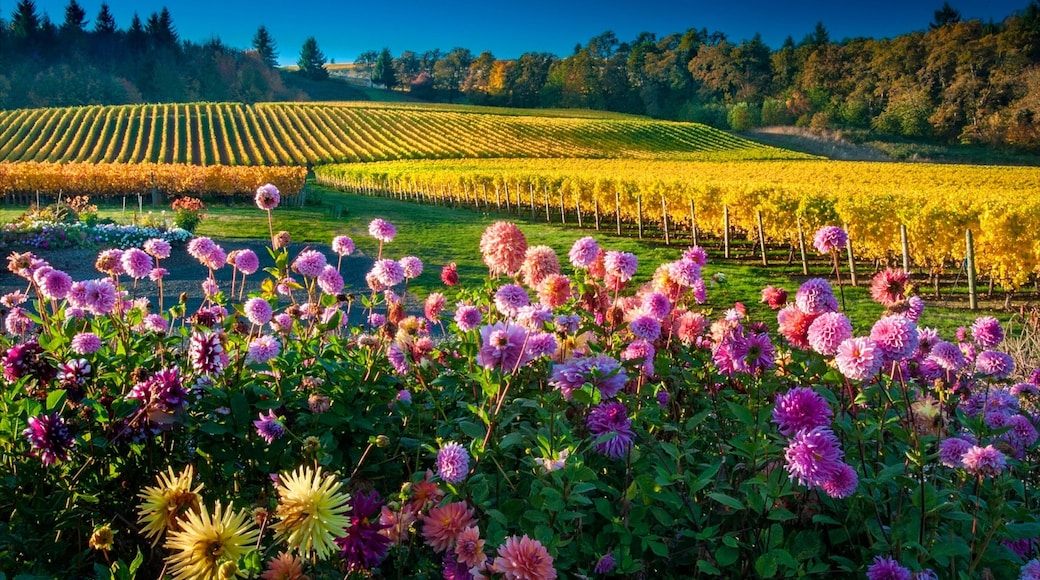 Salem showing farmland and flowers