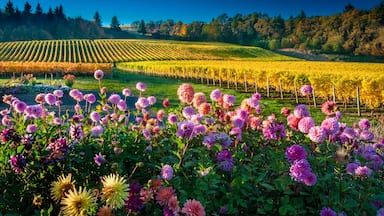 Salem showing farmland and flowers