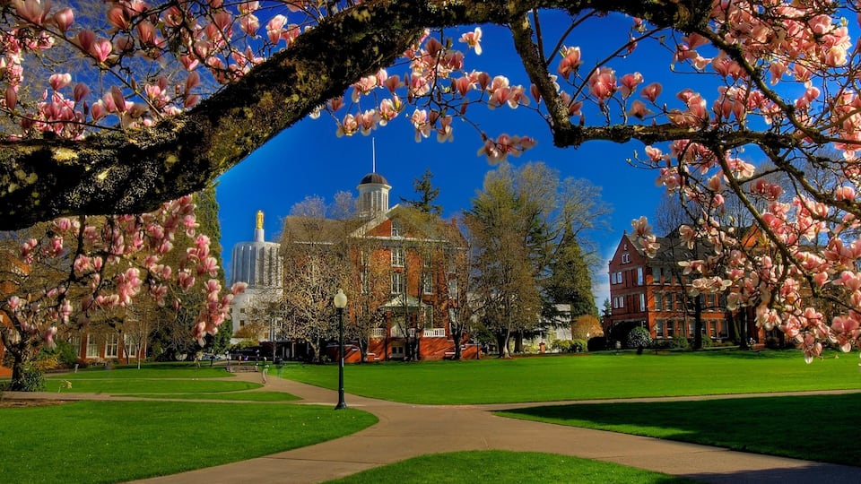A park with blooming pink trees, a large building with a tower, and a clear blue sky.