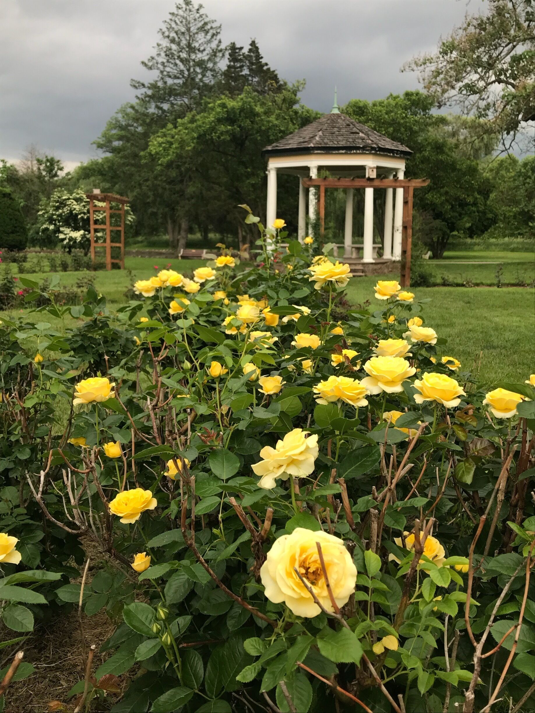 Yellow roses in the Allentown Rose Gardens are 💛💛💛 Perfect place for a spring picnic!