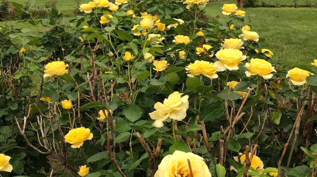 Yellow roses in the Allentown Rose Gardens are 💛💛💛 Perfect place for a spring picnic!