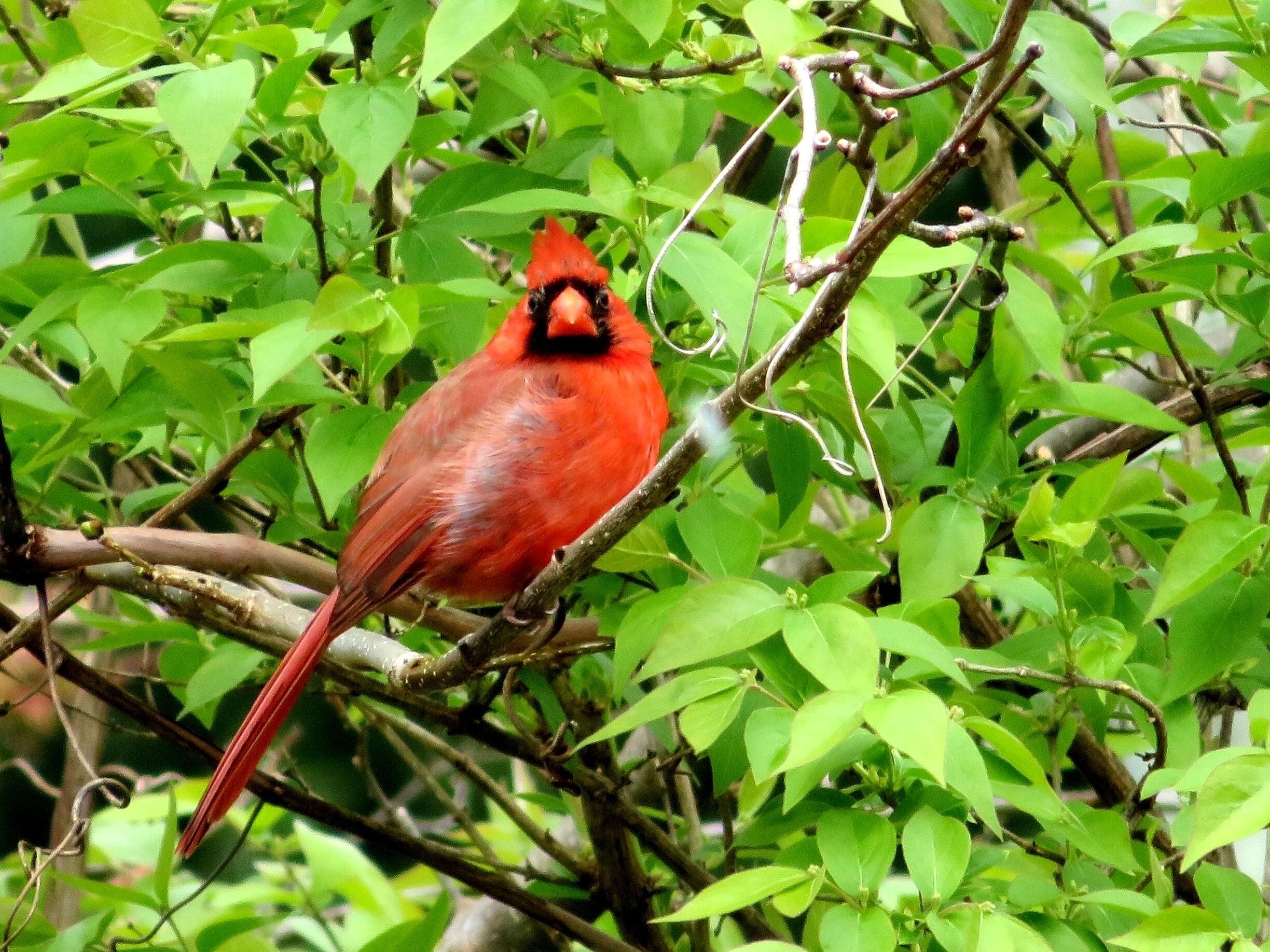 #cardinal
