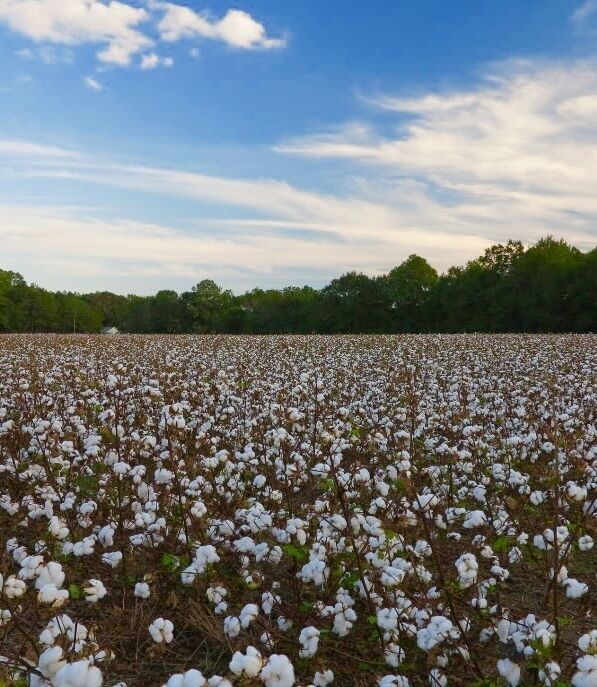 Cotton fields