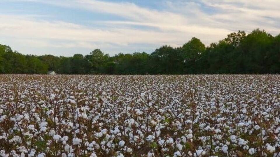 Cotton fields