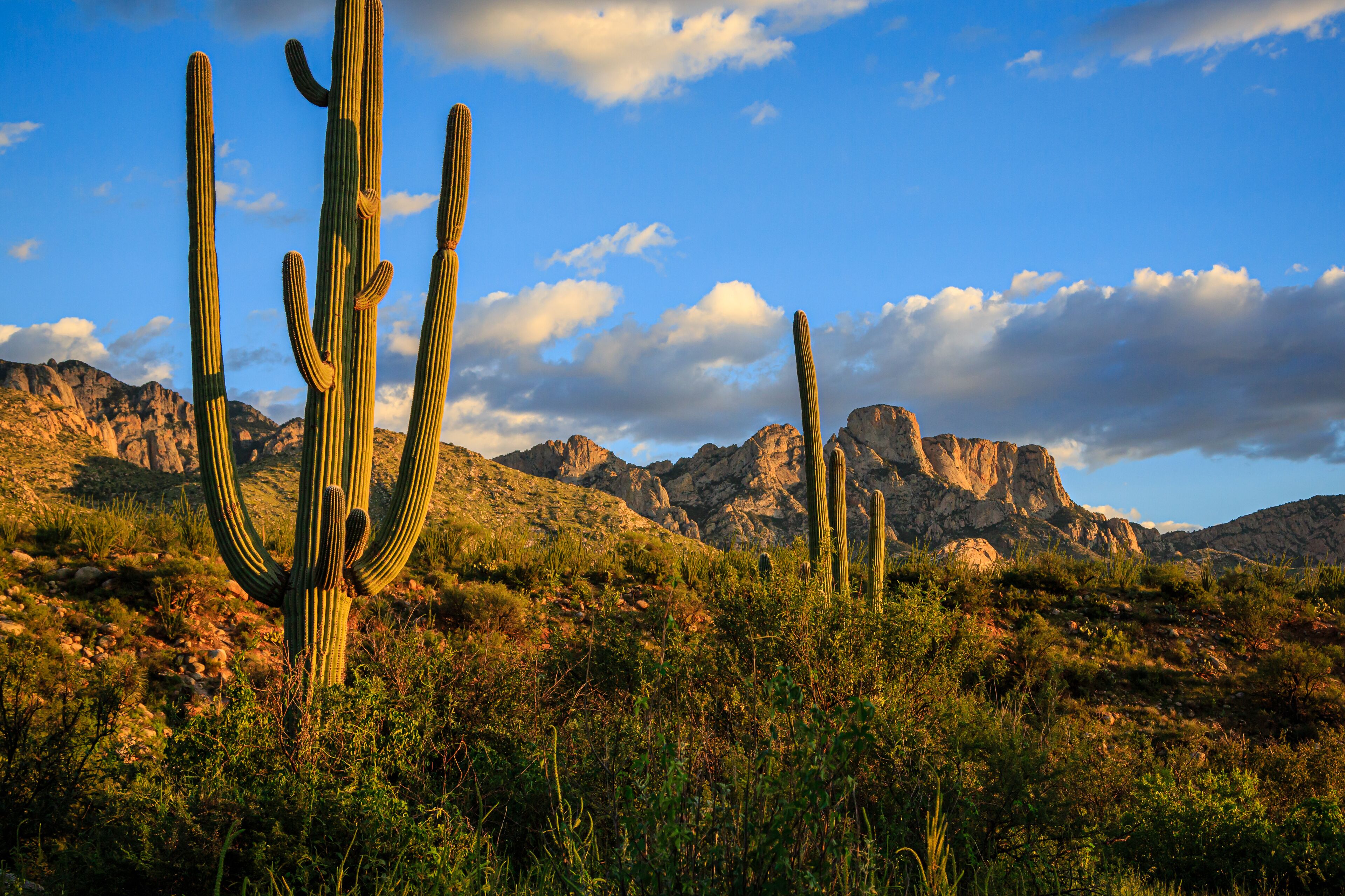 A desert landscape with tall cacti and rocky mountains under a clear sky.