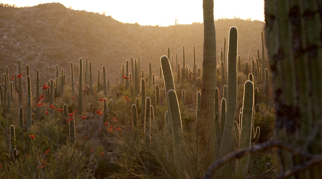 Tucson featuring desert views and a sunset