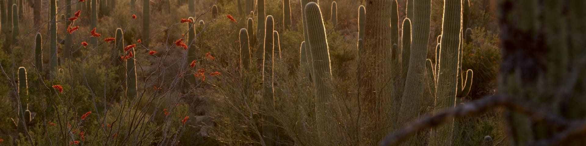 Tucson featuring desert views and a sunset