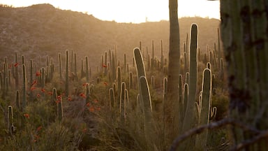 Tucson featuring desert views and a sunset
