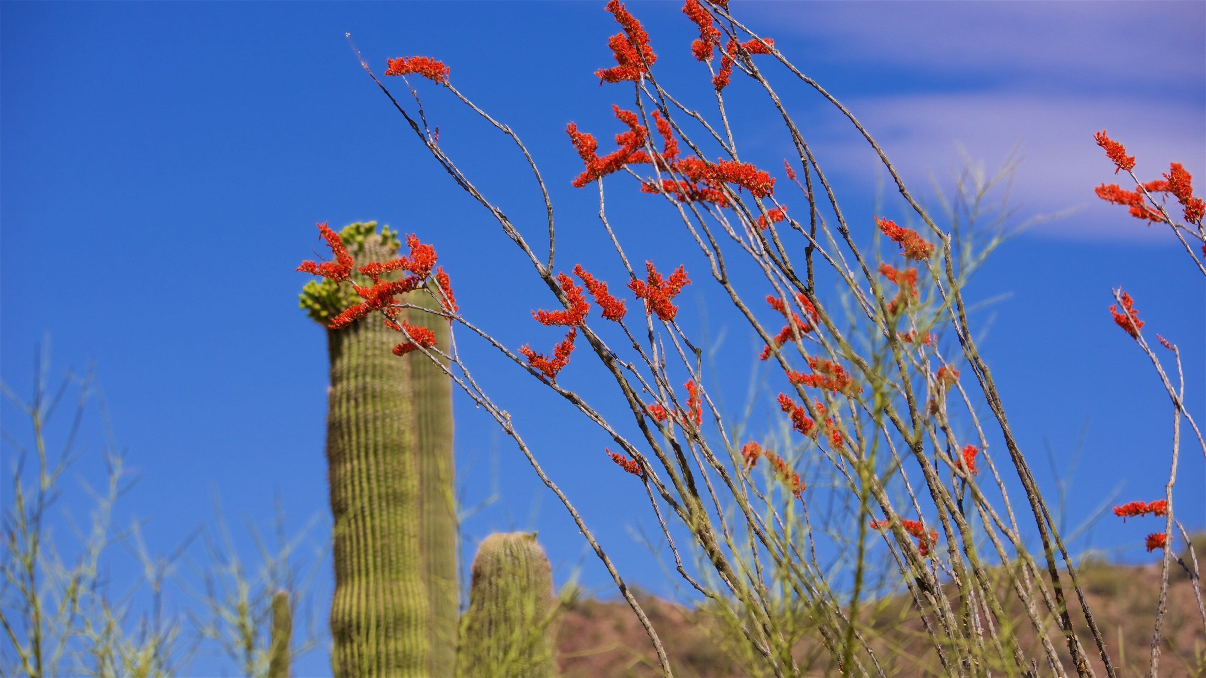 A cactus with red flowers and green foliage against a clear blue sky.