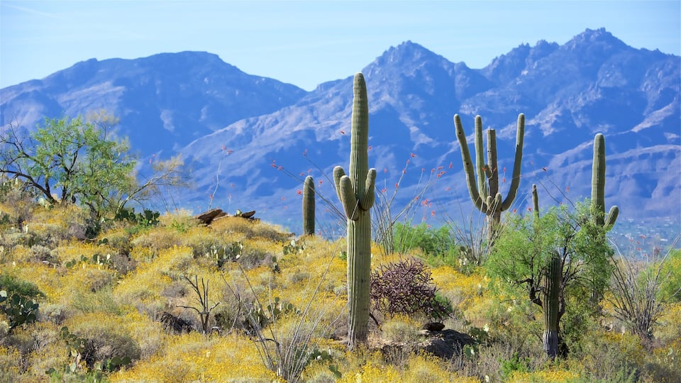A desert landscape with cacti and mountains in the background.