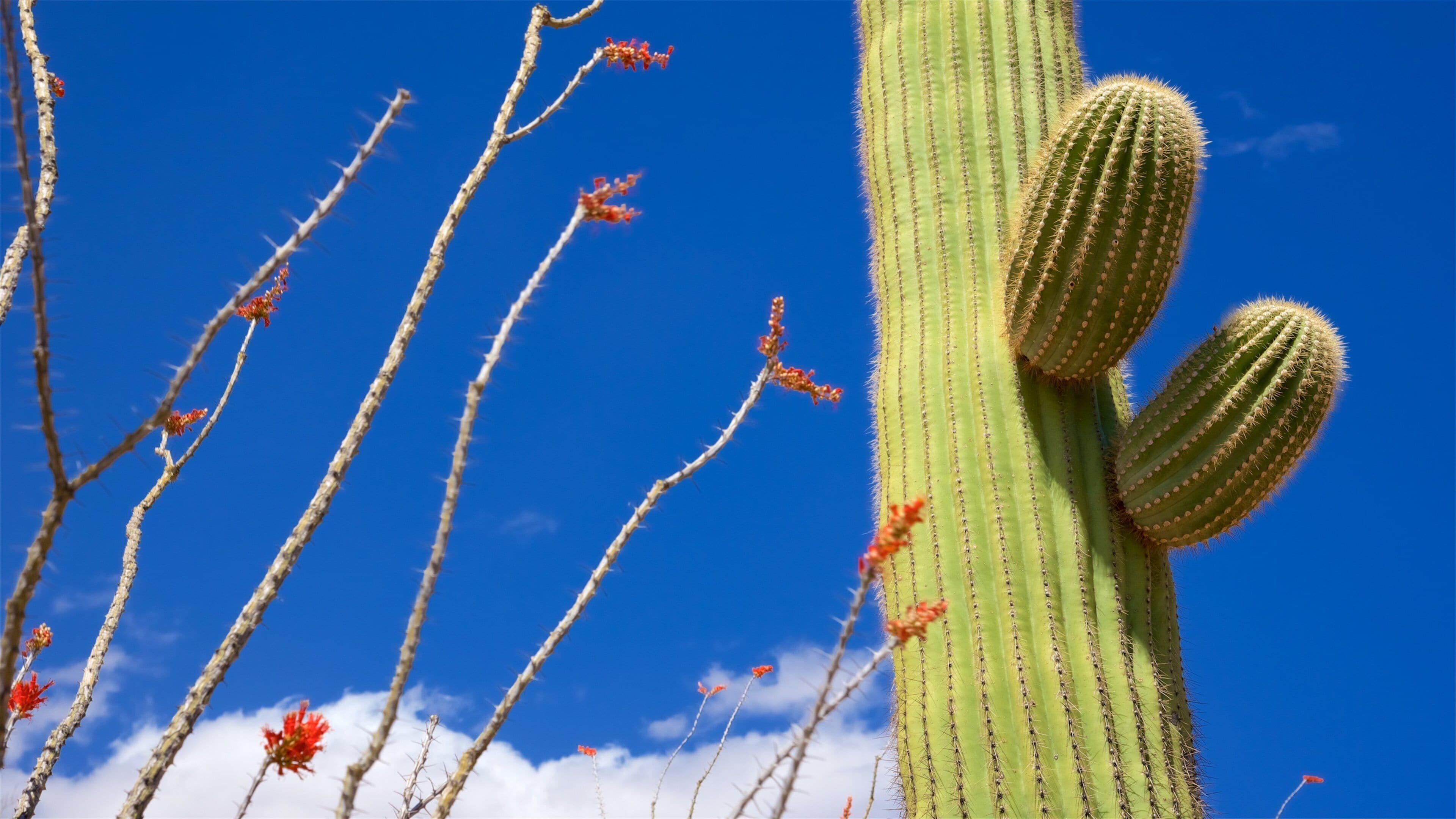A tall cactus with multiple arms against a clear blue sky.