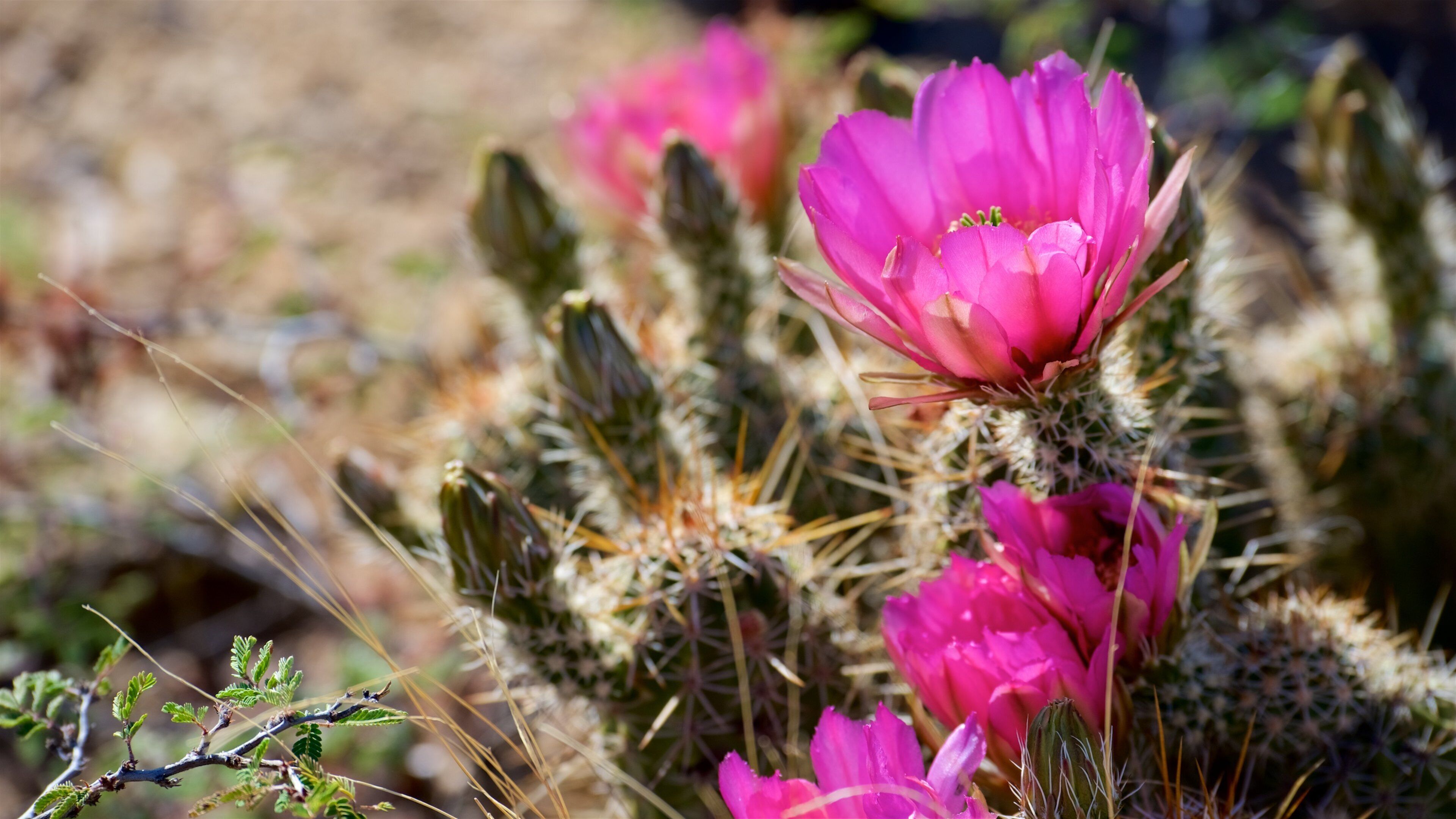 Tucson showing desert views and wildflowers