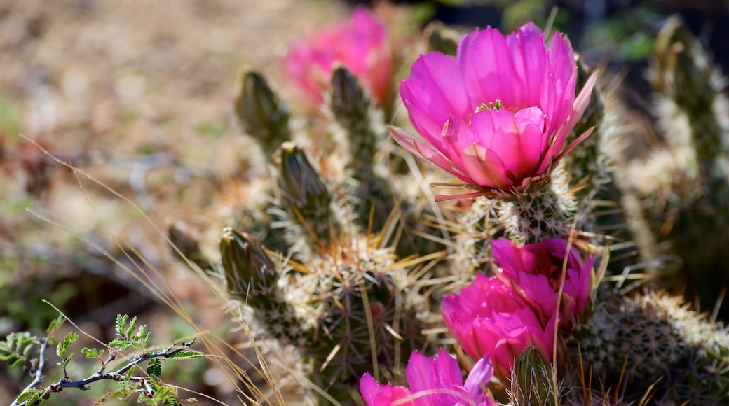 Tucson showing desert views and wildflowers