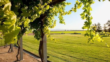 Modesto welches beinhaltet Garten