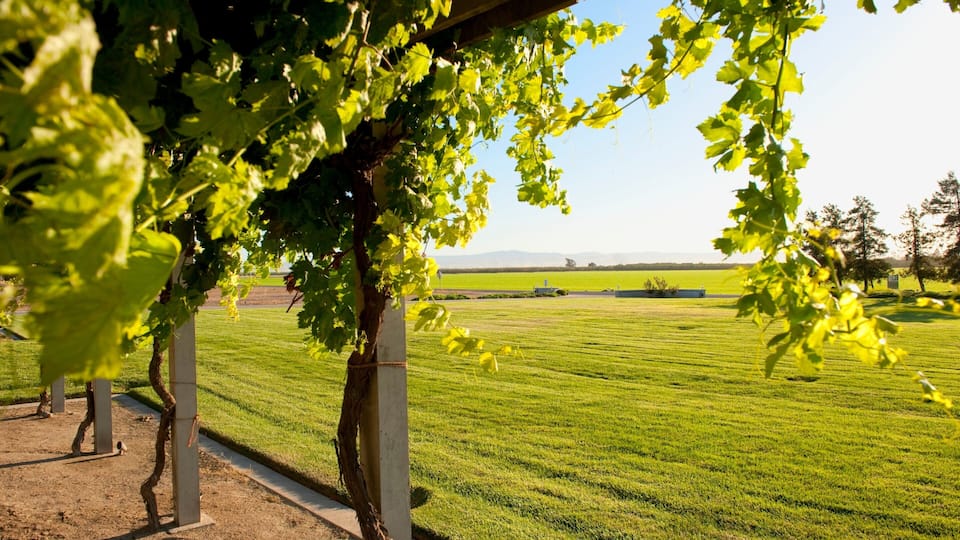 Modesto featuring a garden