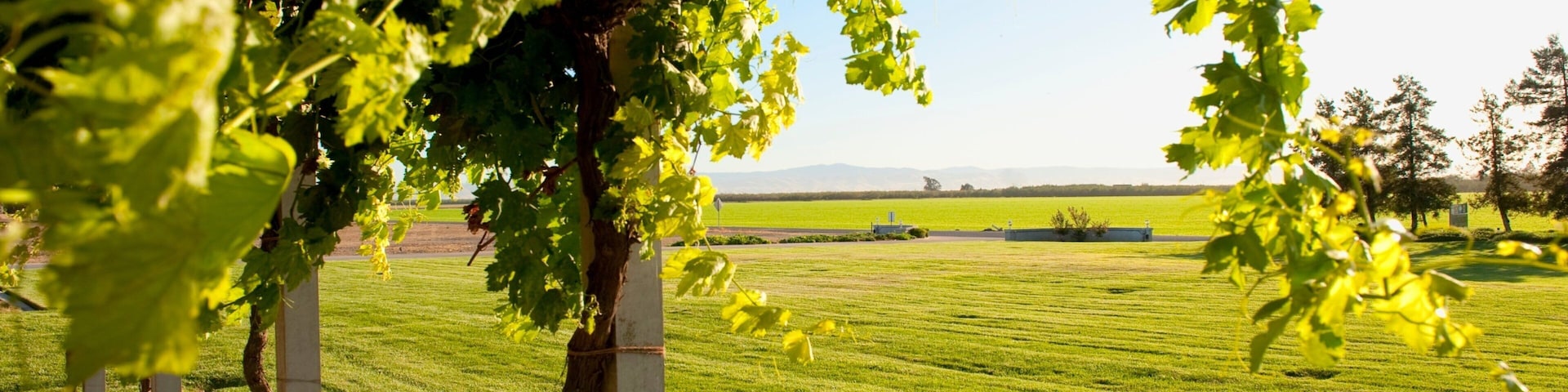 Modesto featuring a garden