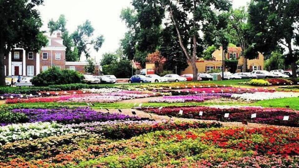 #fortcollins #colorado #flowers #garden #annual #nature #roadtrip