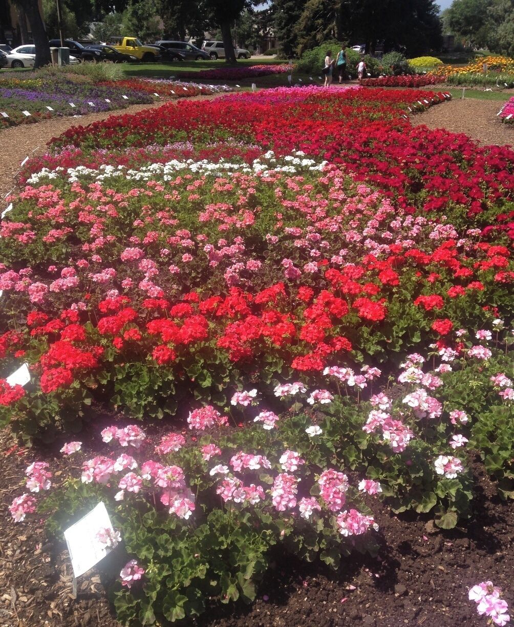 A wonderful burst of colour. It's an outdoor display and area for horticultural research in the unique environment of the Rocky Mountain region. It's also free and really pretty.