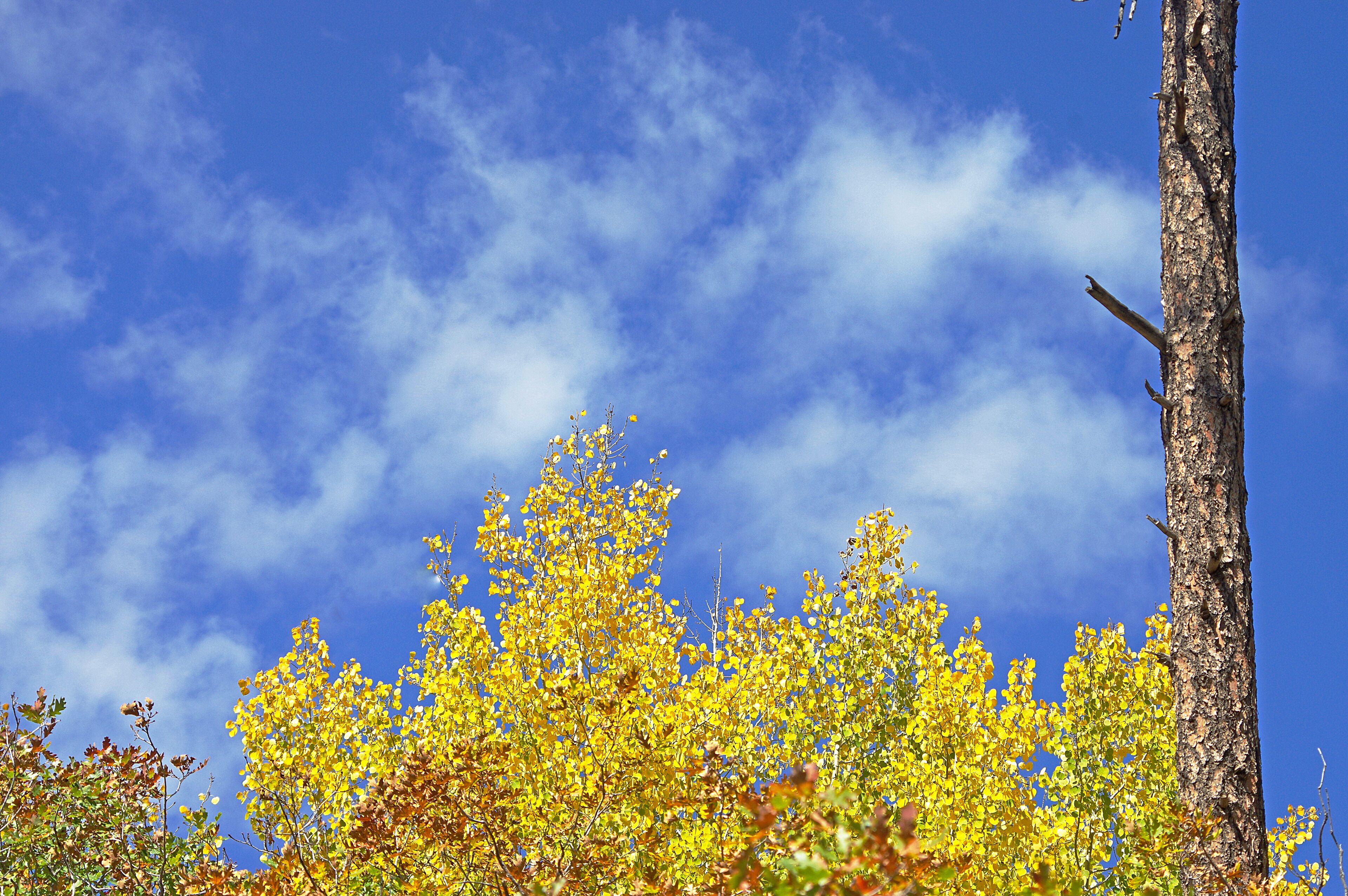 Aspen trees in the fall are a beautiful sight to see.