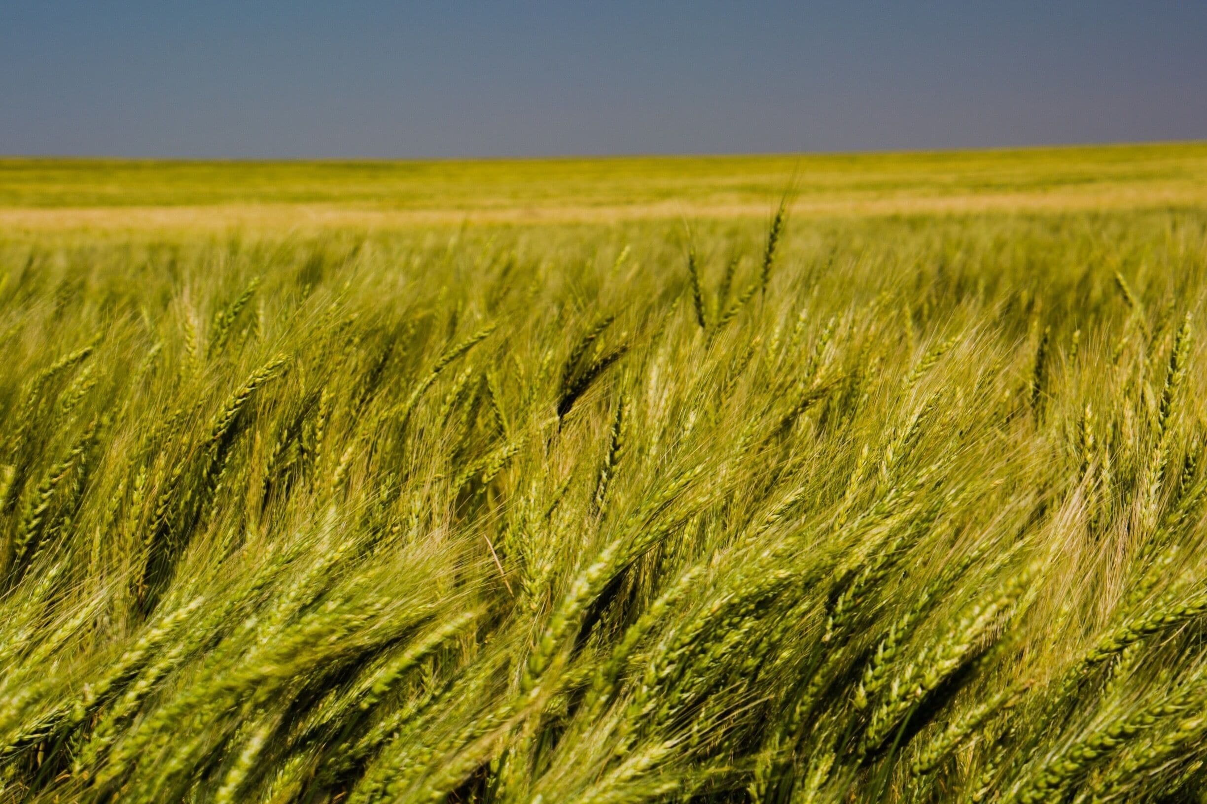 The wheat fields across Kansas and Colorado are absolutely beautiful right now. They are turning from green to a beautiful golden color. 