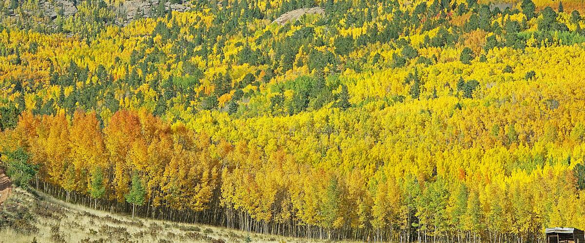 Aspen trees in the fall are a beautiful sight to see.