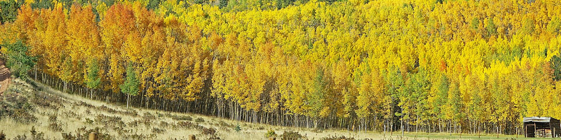 Aspen trees in the fall are a beautiful sight to see.