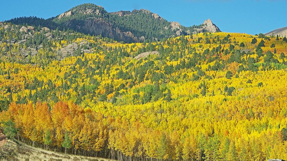 Aspen trees in the fall are a beautiful sight to see.