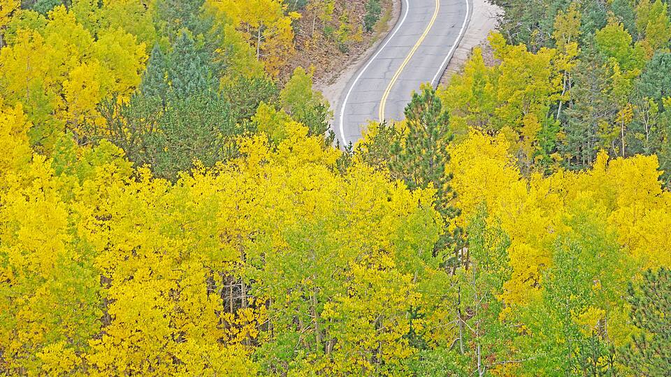 Aspen trees in the fall are a beautiful sight to see.