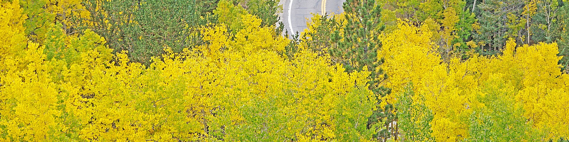 Aspen trees in the fall are a beautiful sight to see.