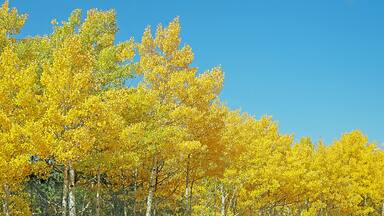 Aspen trees in the fall are a beautiful sight to see.
