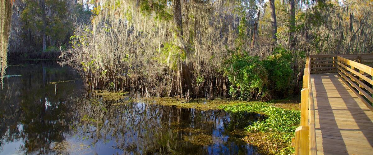 Tampa qui includes jardin, forĂȘts et pont