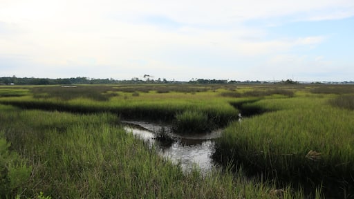 Scenic view of a marsh surrounded by meadows in Jacksonville, Florida