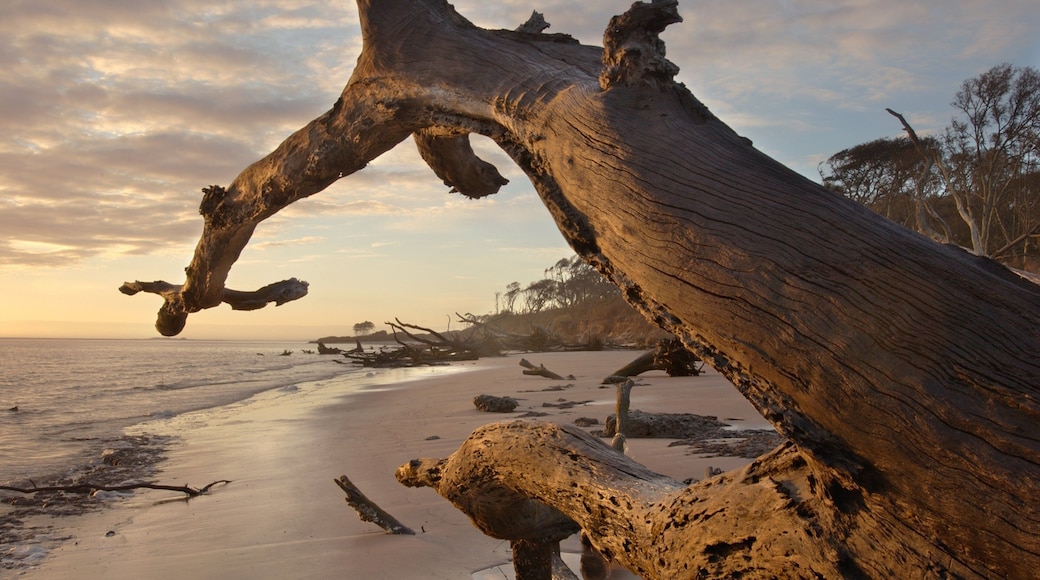 Big Talbot Island State Park showing a sunset, general coastal views and a sandy beach