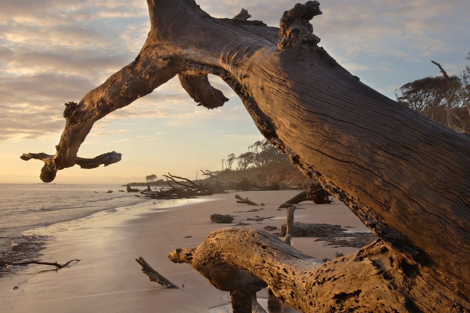 Un árbol caído en una playa, con el océano al fondo.