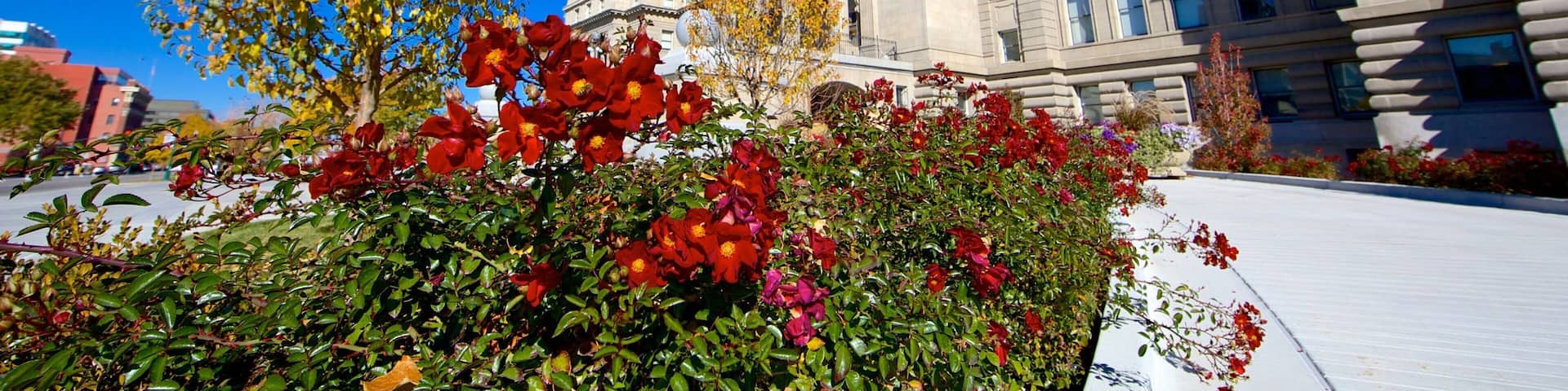 A government building with a large dome and columns, surrounded by autumn foliage and vibrant flowers.