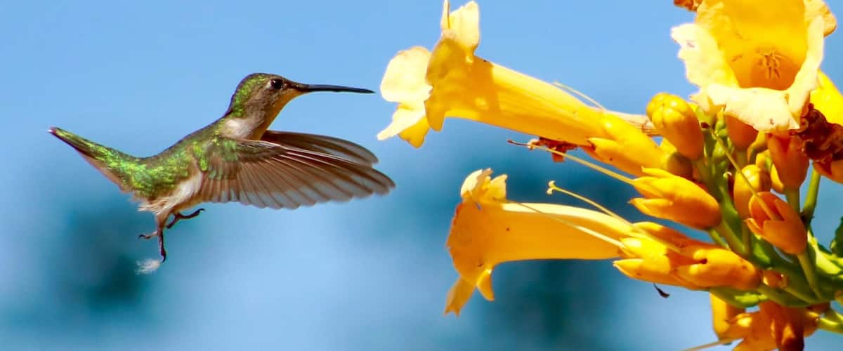 This female ruby-throated hummingbird regularly visits the trumpet vine in my backyard. Three hours of watching, waiting, and taking many photos paid off! Sometimes, you only need to step out your door to find an adventure.
#backyardadventures