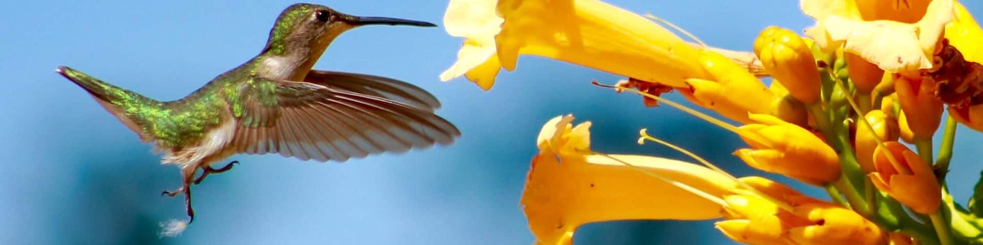 This female ruby-throated hummingbird regularly visits the trumpet vine in my backyard. Three hours of watching, waiting, and taking many photos paid off! Sometimes, you only need to step out your door to find an adventure.
#backyardadventures
