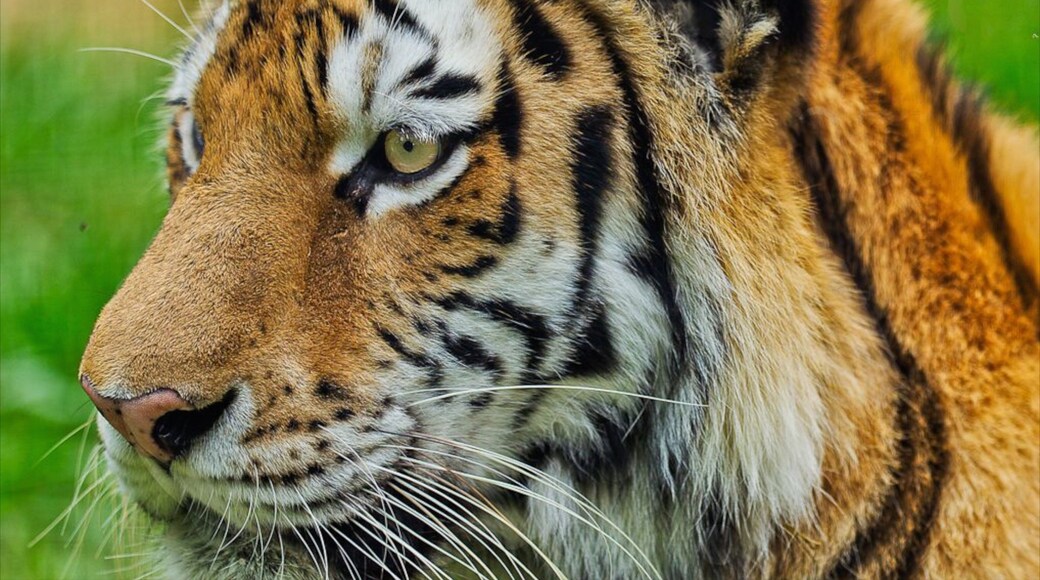 Peoria which includes zoo animals and dangerous animals