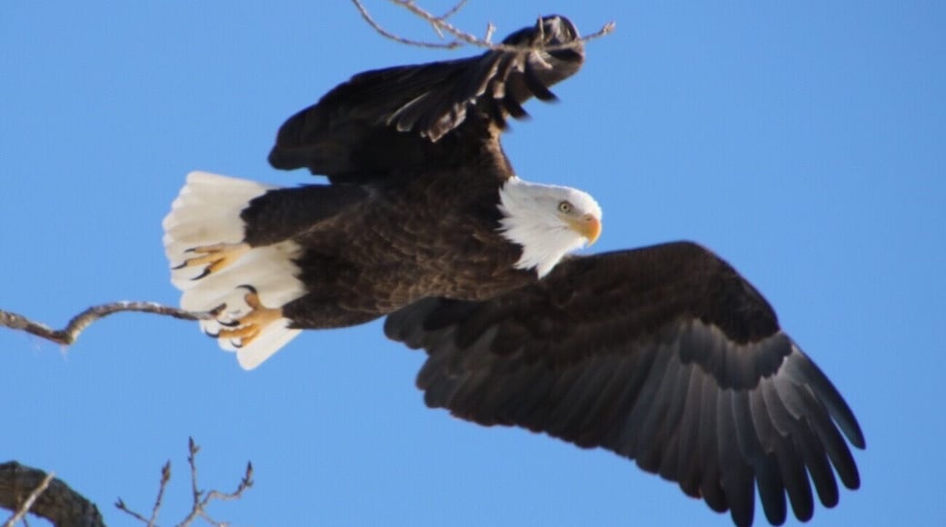 The waters of the Illinois River near Peoria offer a winter home for many Bald Eagles.