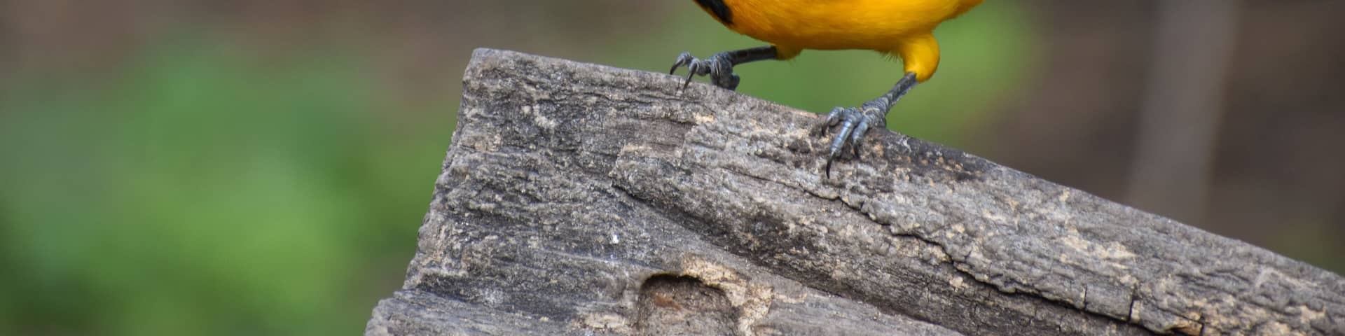 A bird with yellow and black plumage perched on a wooden post.