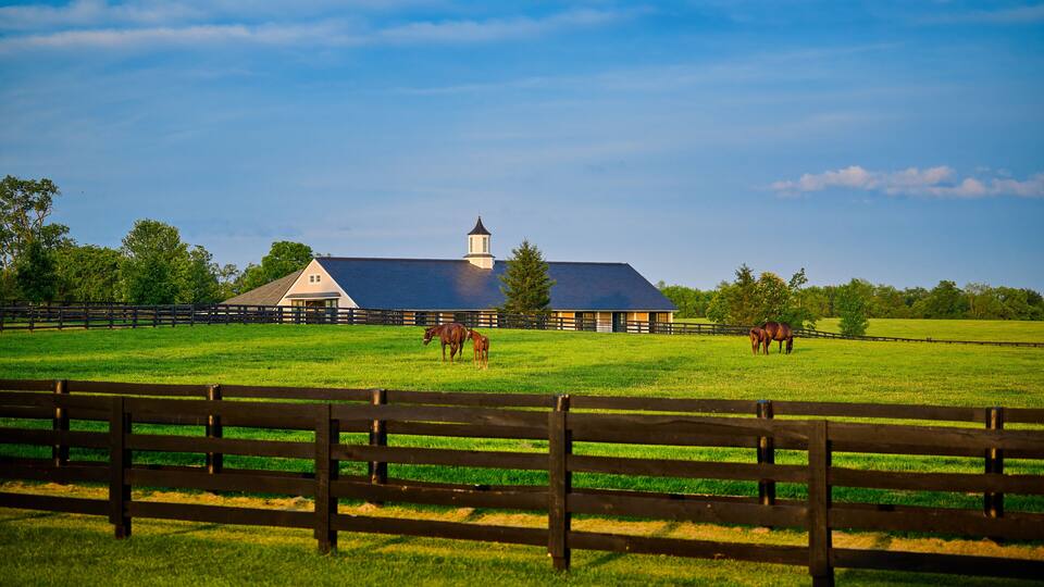 Thoroughbred horses grazing in a field with horse barn in the background.