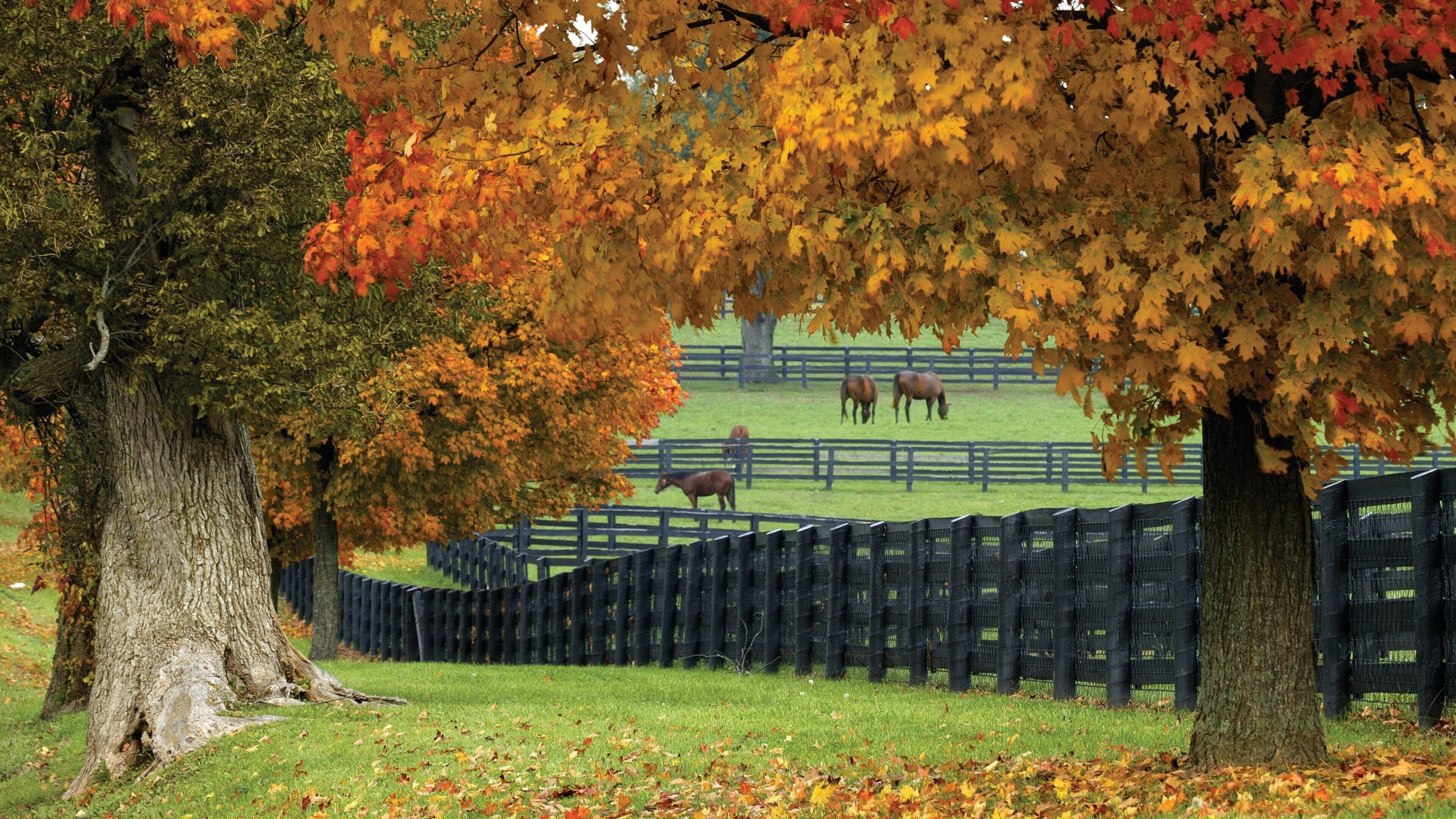 Lexington showing autumn leaves, land animals and farmland