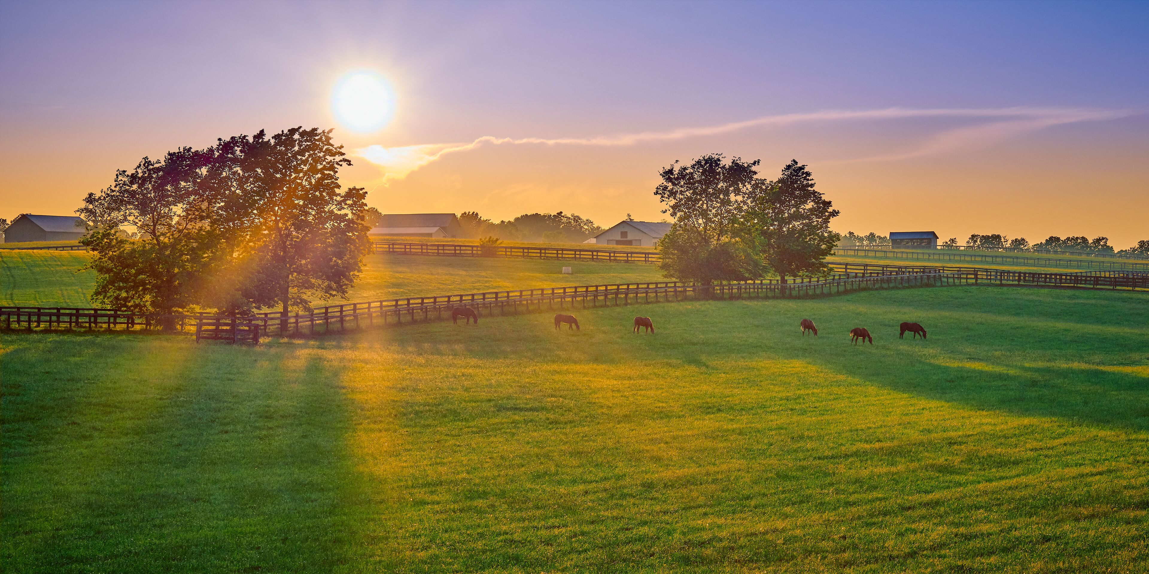 Thoroughbred Horses Grazing at Sunset