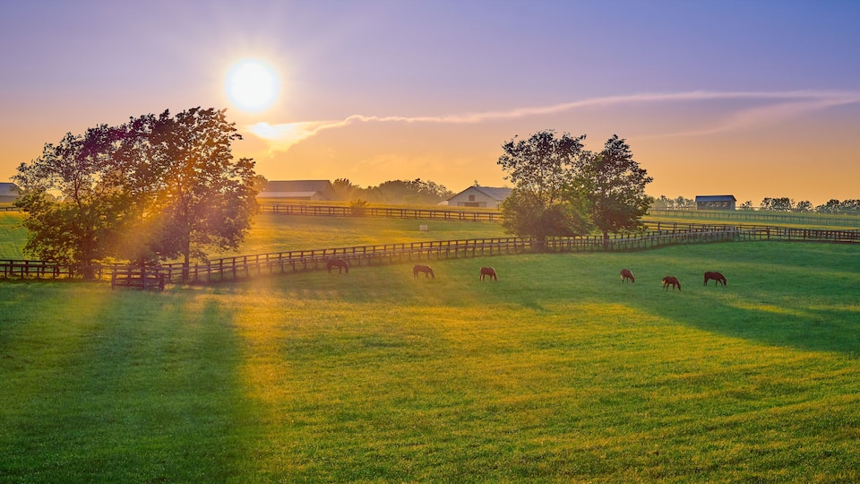 Thoroughbred Horses Grazing at Sunset